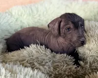Benny Mini SIze, a male Xoloitzcuintli for sale in Maricopa, AZ – Photo 2 of 7