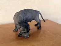 Benny Mini SIze, a male Xoloitzcuintli for sale in Maricopa, AZ – Photo 5 of 7