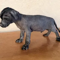 Benny Mini SIze, a male Xoloitzcuintli for sale in Mesa, AZ – Photo 3 of 7