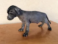 Benny Mini SIze, a male Xoloitzcuintli for sale in Maricopa, AZ – Photo 3 of 7