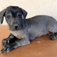 Benny Mini SIze, a male Xoloitzcuintli for sale in Mesa, AZ – Photo 1 of 7