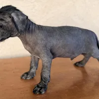 Benny Mini SIze, a male Xoloitzcuintli for sale in Mesa, AZ – Photo 6 of 7
