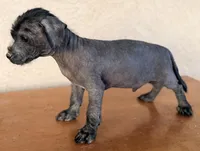 Benny Mini SIze, a male Xoloitzcuintli for sale in Maricopa, AZ – Photo 6 of 7