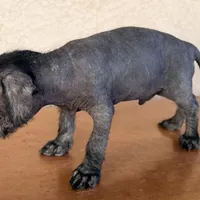 Benny Mini SIze, a male Xoloitzcuintli for sale in Mesa, AZ – Photo 4 of 7