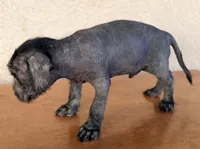 Benny Mini SIze, a male Xoloitzcuintli for sale in Maricopa, AZ – Photo 4 of 7