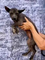Jewel, a female Xoloitzcuintli for sale in Maricopa, AZ – Photo 4 of 5