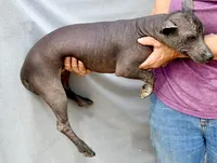Jewel, a female Xoloitzcuintli for sale in Maricopa, AZ – Photo 5 of 5