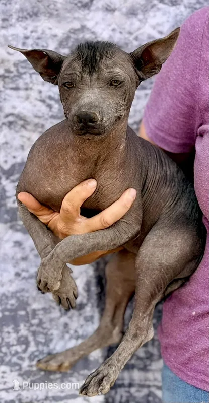 Jewel – Xoloitzcuintli puppy for sale in Maricopa, AZ