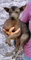 Jewel, a female Xoloitzcuintli for sale in Maricopa, AZ – Photo 1 of 5