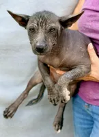 Jewel, a female Xoloitzcuintli for sale in Maricopa, AZ – Photo 2 of 5