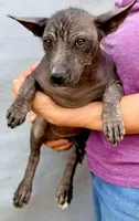 Jewel, a female Xoloitzcuintli for sale in Maricopa, AZ – Photo 3 of 5