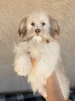 Remi AKC, a male Havanese for sale in Maricopa, AZ – Photo 1 of 4