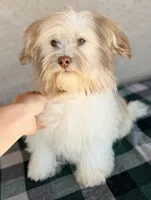 Remi AKC, a male Havanese for sale in Maricopa, AZ – Photo 2 of 4