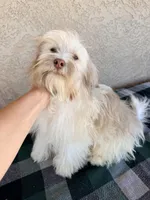 Remi AKC, a male Havanese for sale in Maricopa, AZ – Photo 4 of 4