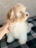 Remi AKC, a male Havanese for sale in Maricopa, AZ – Photo 3 of 4