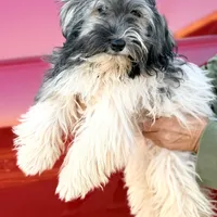 Rea AKC, a male Havanese for sale in Mesa, AZ – 3 of 3