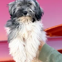 Rea AKC, a male Havanese for sale in Mesa, AZ – 1 of 3