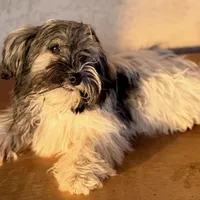 Rea AKC, a male Havanese for sale in Mesa, AZ – 2 of 3