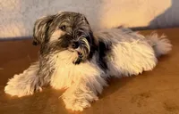 Rea AKC, a male Havanese for sale in Maricopa, AZ – Photo 2 of 3