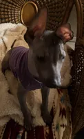 Purebred Francis Standard Xolo, a male Xoloitzcuintli for sale in Mesa, AZ – 2 of 7
