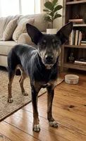 Cleo, a female Xoloitzcuintli for sale in Mesa, AZ – 3 of 3
