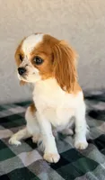 Tucker AKC, a male Cavalier King Charles Spaniel for sale in Maricopa, AZ – Photo 2 of 5