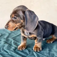 Liam AKC, a male Miniature Dachshund for sale in Mesa, AZ – 3 of 5