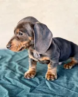 Liam AKC, a male Miniature Dachshund for sale in Maricopa, AZ – Photo 3 of 5