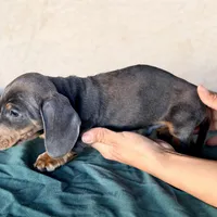 Liam AKC, a male Miniature Dachshund for sale in Mesa, AZ – 5 of 5