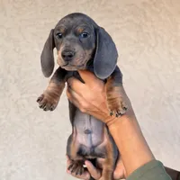 Liam AKC, a male Miniature Dachshund for sale in Mesa, AZ – 4 of 5