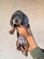Liam AKC, a male Miniature Dachshund for sale in Maricopa, AZ – Photo 4 of 5
