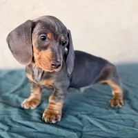 Liam AKC, a male Miniature Dachshund for sale in Mesa, AZ – 2 of 5