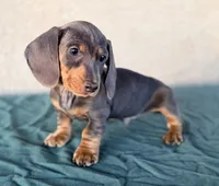 Liam AKC, a male Miniature Dachshund for sale in Maricopa, AZ – Photo 2 of 5