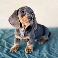 Liam AKC, a male Miniature Dachshund for sale in Mesa, AZ – 1 of 5