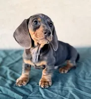 Liam AKC, a male Miniature Dachshund for sale in Maricopa, AZ – Photo 1 of 5