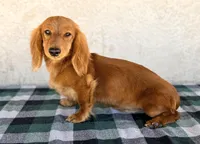 Monte AKC, a male Dachshund for sale in Maricopa, AZ – Photo 5 of 7