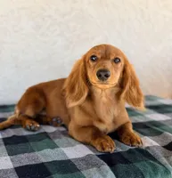 Monte AKC, a male Dachshund for sale in Maricopa, AZ – Photo 4 of 7