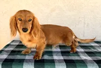 Monte AKC, a male Dachshund for sale in Maricopa, AZ – Photo 3 of 7