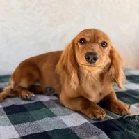 Monte AKC, a male Dachshund for sale in Maricopa, AZ – Photo 2 of 7
