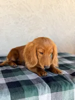 Monte AKC, a male Dachshund for sale in Maricopa, AZ – Photo 6 of 7