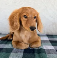 Monte AKC, a male Dachshund for sale in Maricopa, AZ – Photo 1 of 7