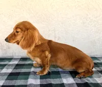 Monte AKC, a male Dachshund for sale in Maricopa, AZ – Photo 7 of 7