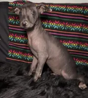 Purebred Francis Standard Xolo, a male Xoloitzcuintli for sale in Mesa, AZ – 4 of 7