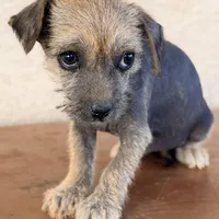 Trixie, a female Xoloitzcuintli for sale in Mesa, AZ – Photo 2 of 9