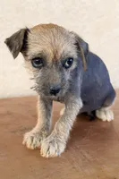 Trixie, a female Xoloitzcuintli for sale in Maricopa, AZ – Photo 2 of 9