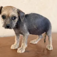 Trixie, a female Xoloitzcuintli for sale in Mesa, AZ – Photo 3 of 9