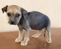 Trixie, a female Xoloitzcuintli for sale in Maricopa, AZ – Photo 3 of 9
