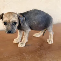 Trixie, a female Xoloitzcuintli for sale in Mesa, AZ – Photo 7 of 9