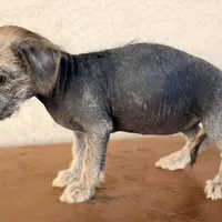 Trixie, a female Xoloitzcuintli for sale in Mesa, AZ – Photo 5 of 9