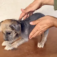 Trixie, a female Xoloitzcuintli for sale in Mesa, AZ – Photo 8 of 9